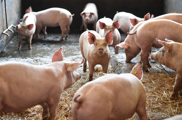 <p>A pig looks on while in a barn on 13 October 2021 in Preston, England</p>