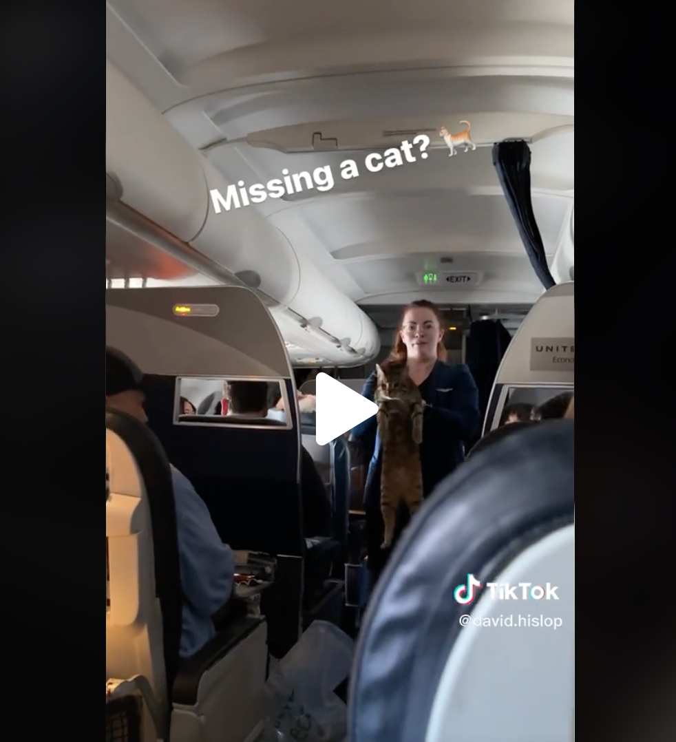 Anybody missing a cat? Chaos as feline escapes carrier on plane