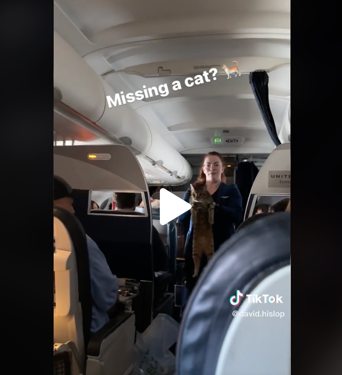 ‘Anybody missing a cat?’ Chaos as feline escapes carrier on plane