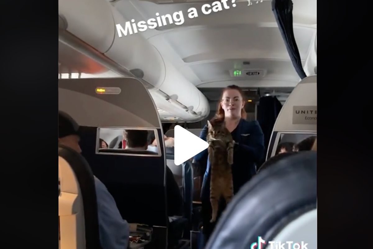 ‘Anybody missing a cat?’ Chaos as feline escapes carrier on plane | The ...