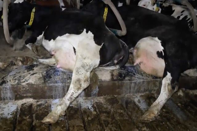 <p>Two cows with leaking udders</p>