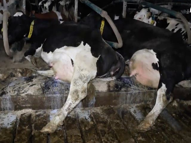 <p>Two cows with leaking udders</p>
