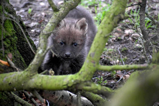 Maned Wolf pup born at Yorkshire Wildlife park (Yorkshire Wildlife Park)