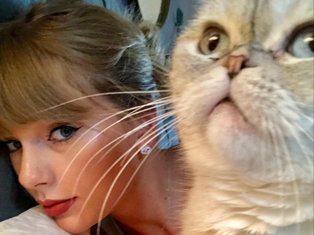 Taylor swift hot sale cat price