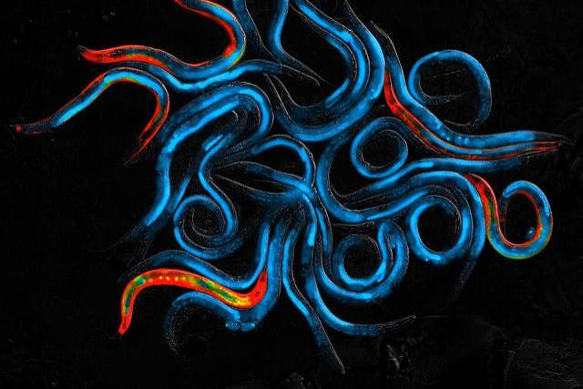 <p>The tiny nematode worm C. elegans is a popular model in aging research</p>