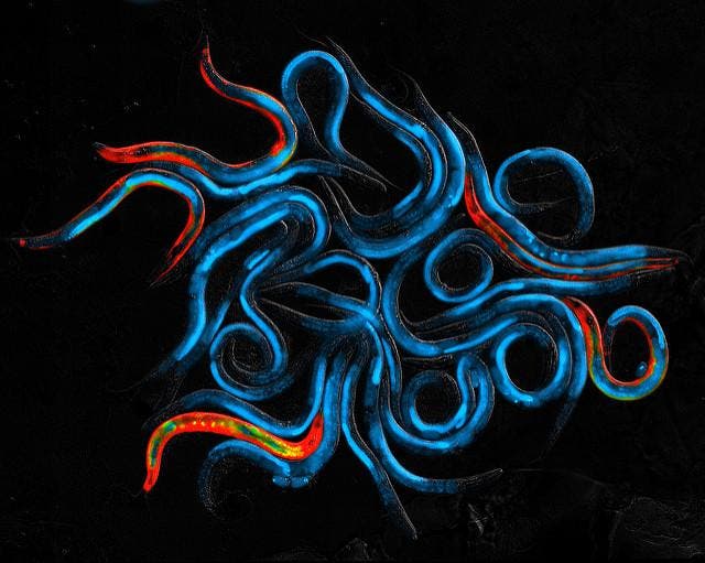 <p>The tiny nematode worm C. elegans is a popular model in aging research</p>