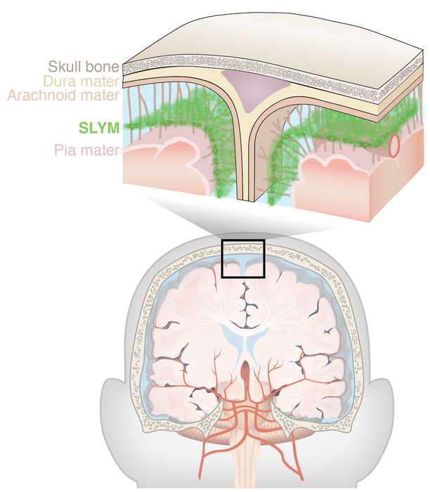 Study describes describes a new anatomical structure in the brain called SLYM, an abbreviation of Subarachnoidal Lymphatic-like Membrane, that acts as a barrier and a platform from which immune cells can monitor the brain