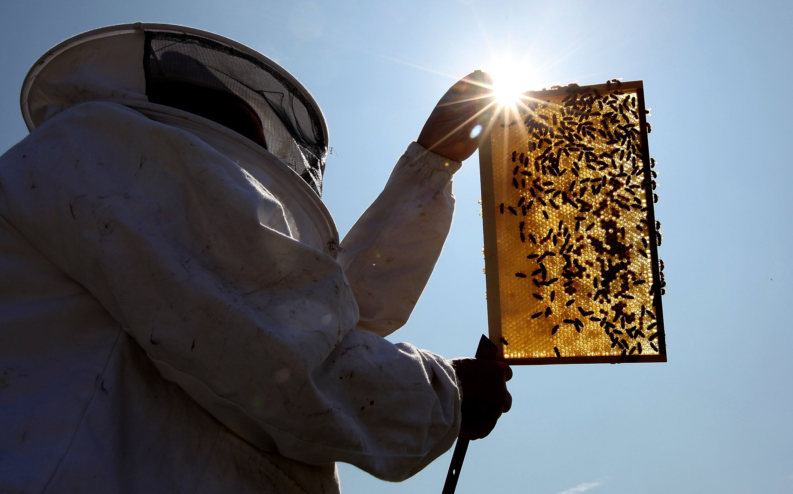 A beekeeper installs a new beehive on an urban rooftop garden in Islington