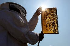 World’s first vaccine for honey bees gets US government approval