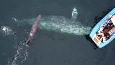 Gray whale shows off newborn calf just moments after giving birth beside tourist boat