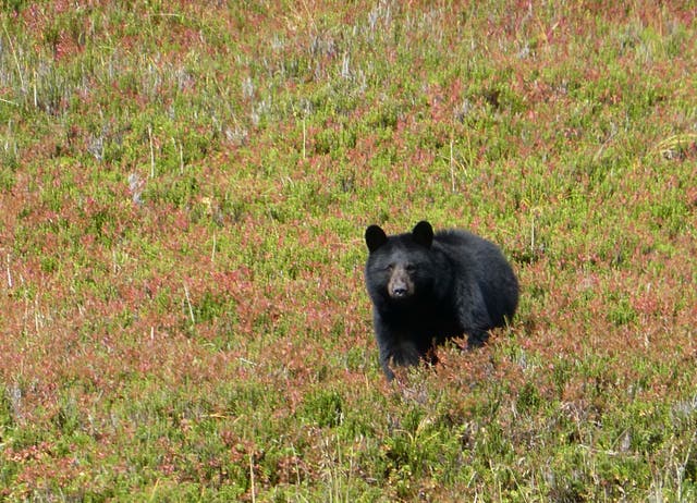 Alaska-Bear Baiting