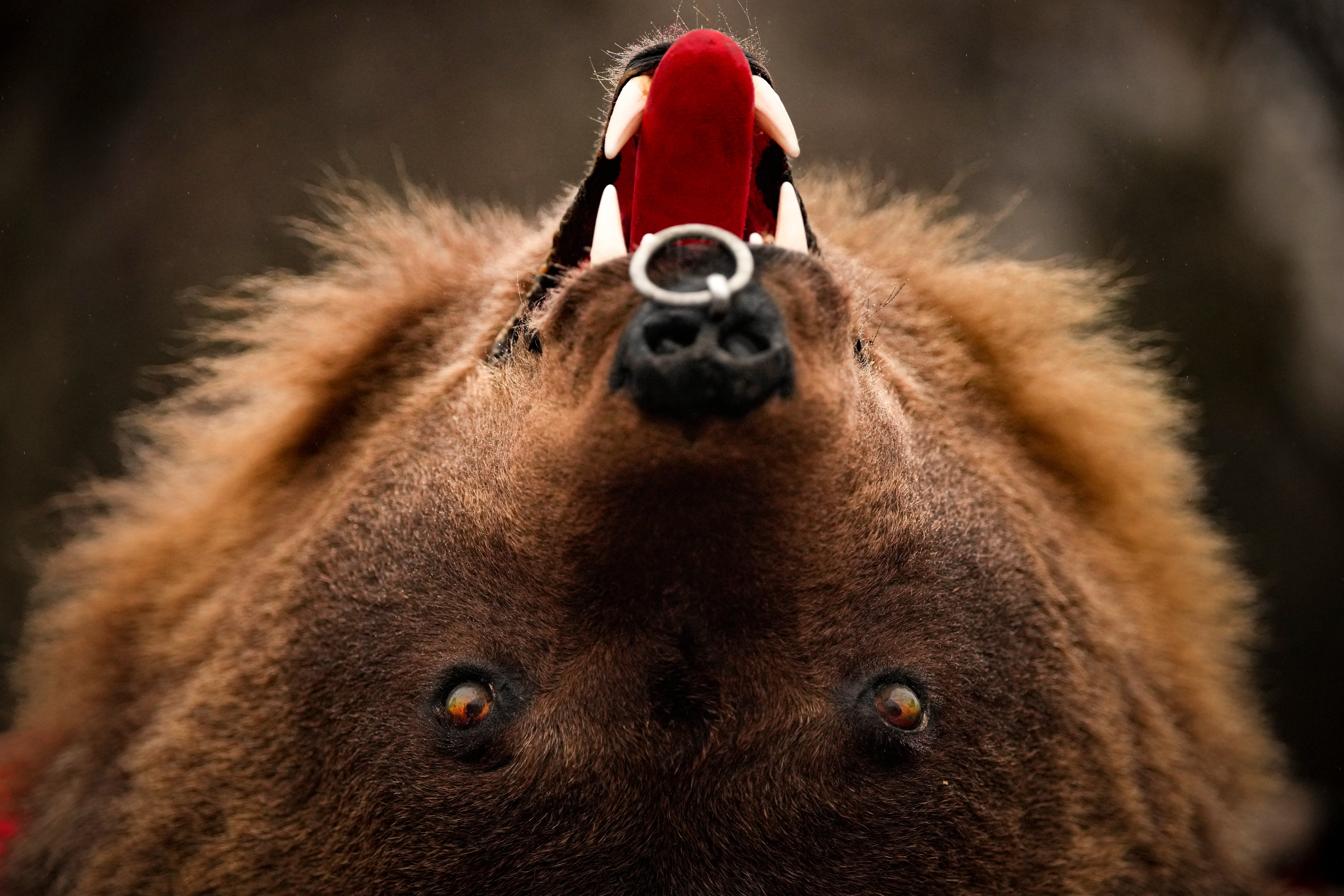 Romania Bear Dance Photo Gallery