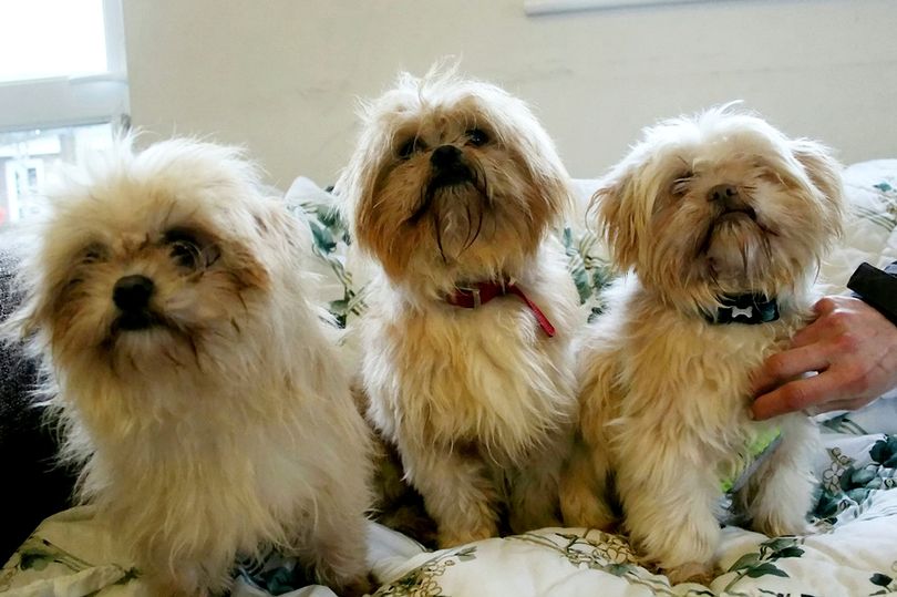 The RSPCA is appealing for help to home multiple dogs who were rescued from “terrible conditions” at a house in Devon