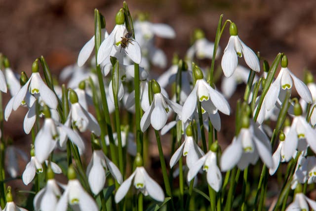 White plants to perk up your harden (Alamy/PA)