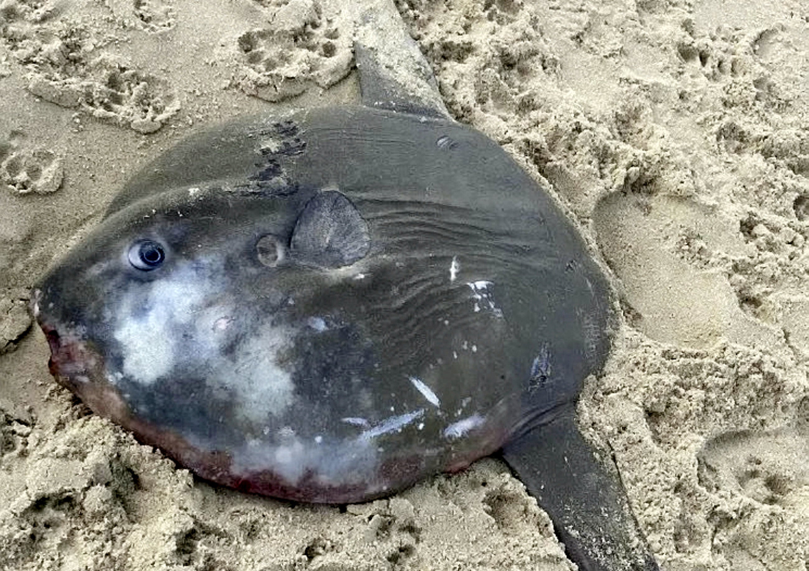 A rare fish more at home in tropical waters has washed up on a beach in Great Yarmouth