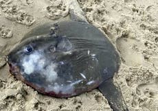 Exotic-looking sea creature normally found in tropical waters washes up on UK beach