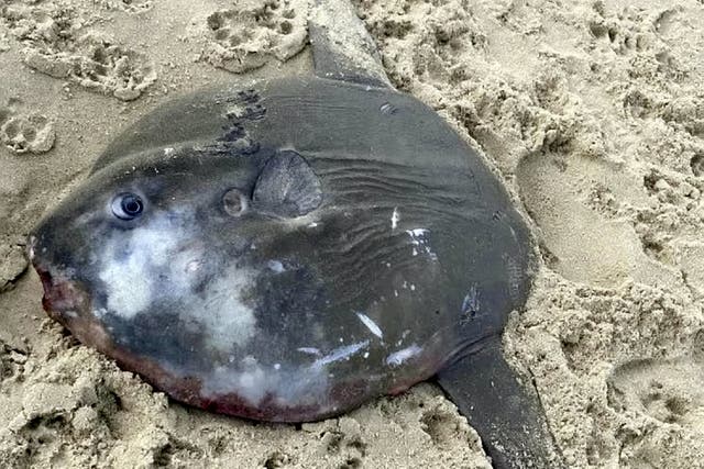 <p>A rare fish more at home in tropical waters has washed up on a beach in Great Yarmouth</p>