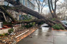 Sacramento's iconic tree canopy turns destructive in storms