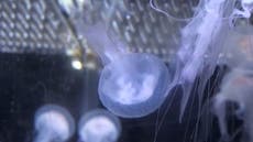 World’s oldest zoo breeds luminous jellyfish in European first