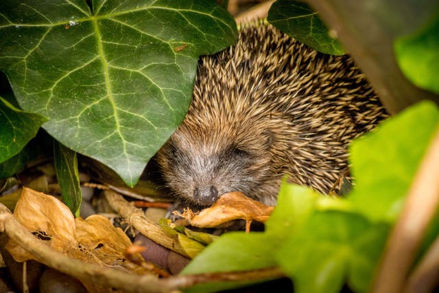 How gardeners can boost wildlife and help threatened species (Alamy/PA)