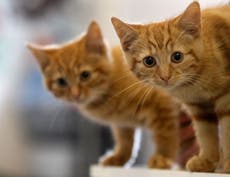Millions of cat owners could be forced to microchip pets