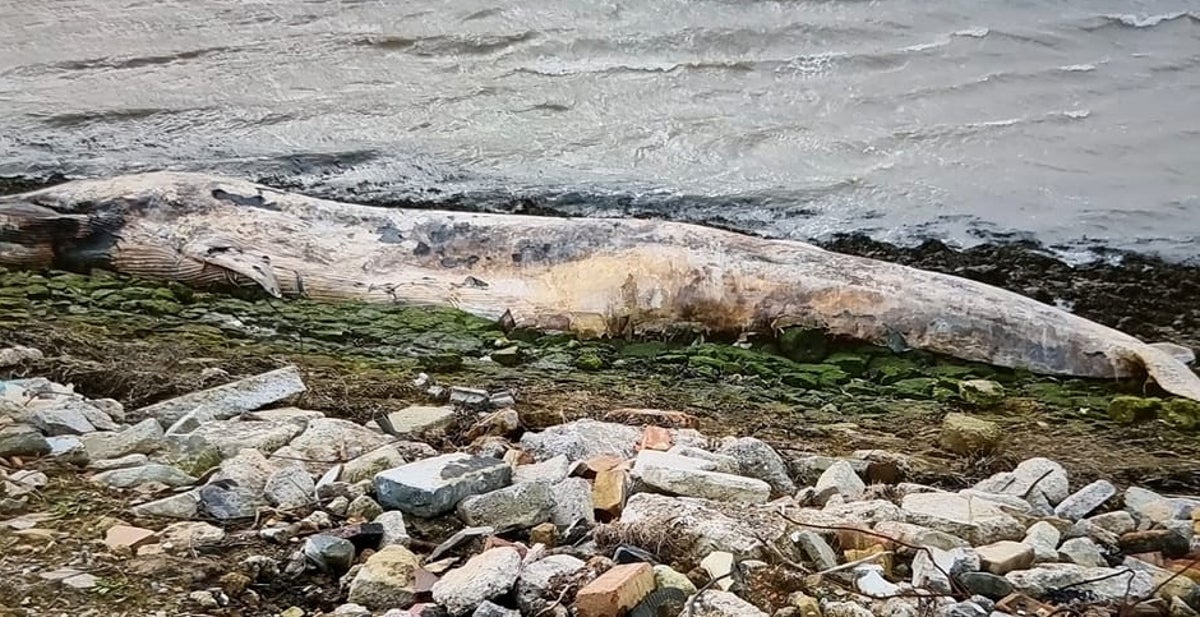 Dead 12ft whale washes up on bank of river in UK