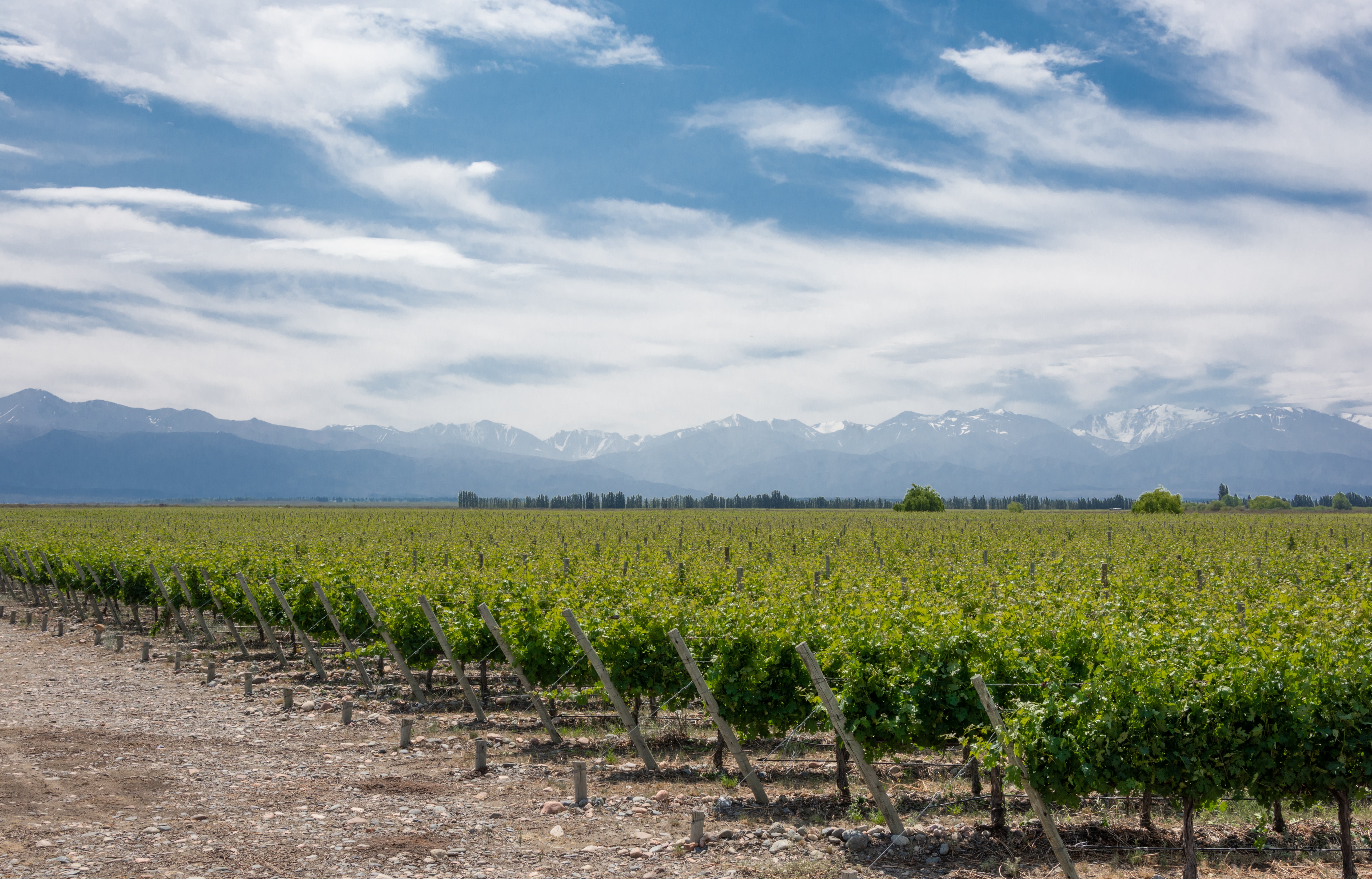 If you like Argentina’s malbec, you should look for its other varieties from the Uco Valley