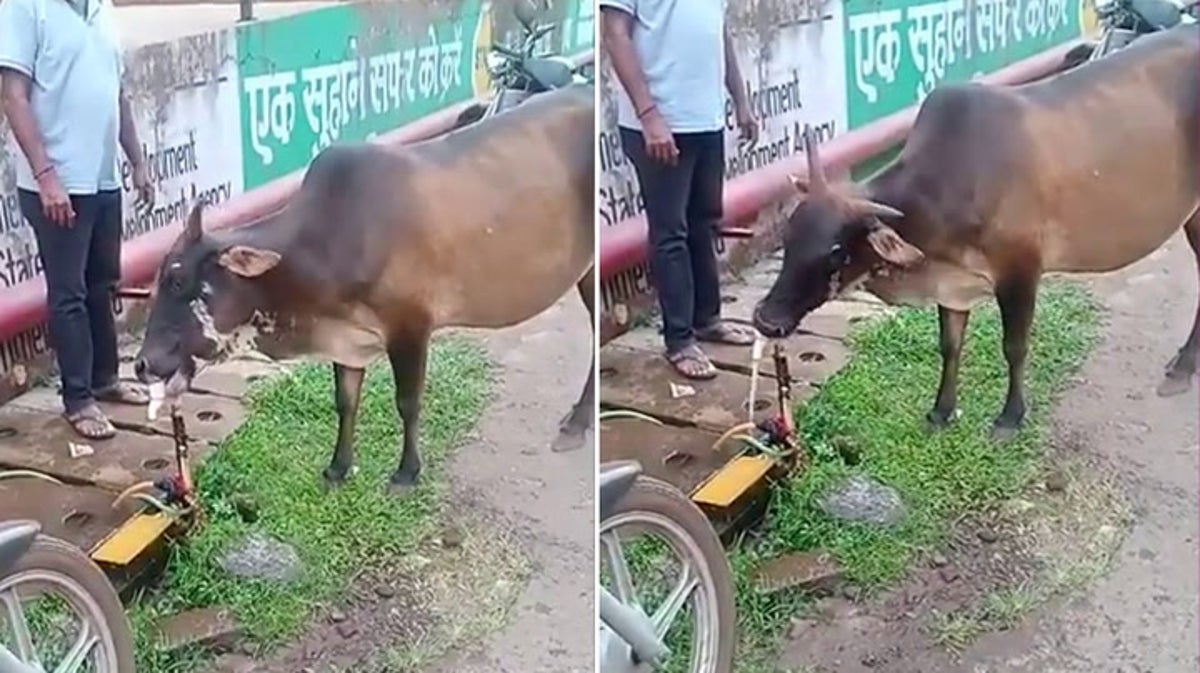 Thirsty cow turns on water tap after ‘teaching itself by watching humans’