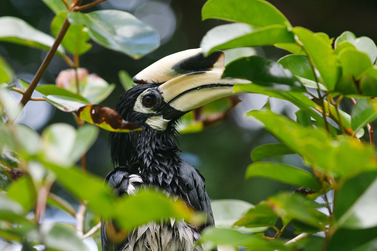 An Oriental Pied Hornbill peeps out of the foliage