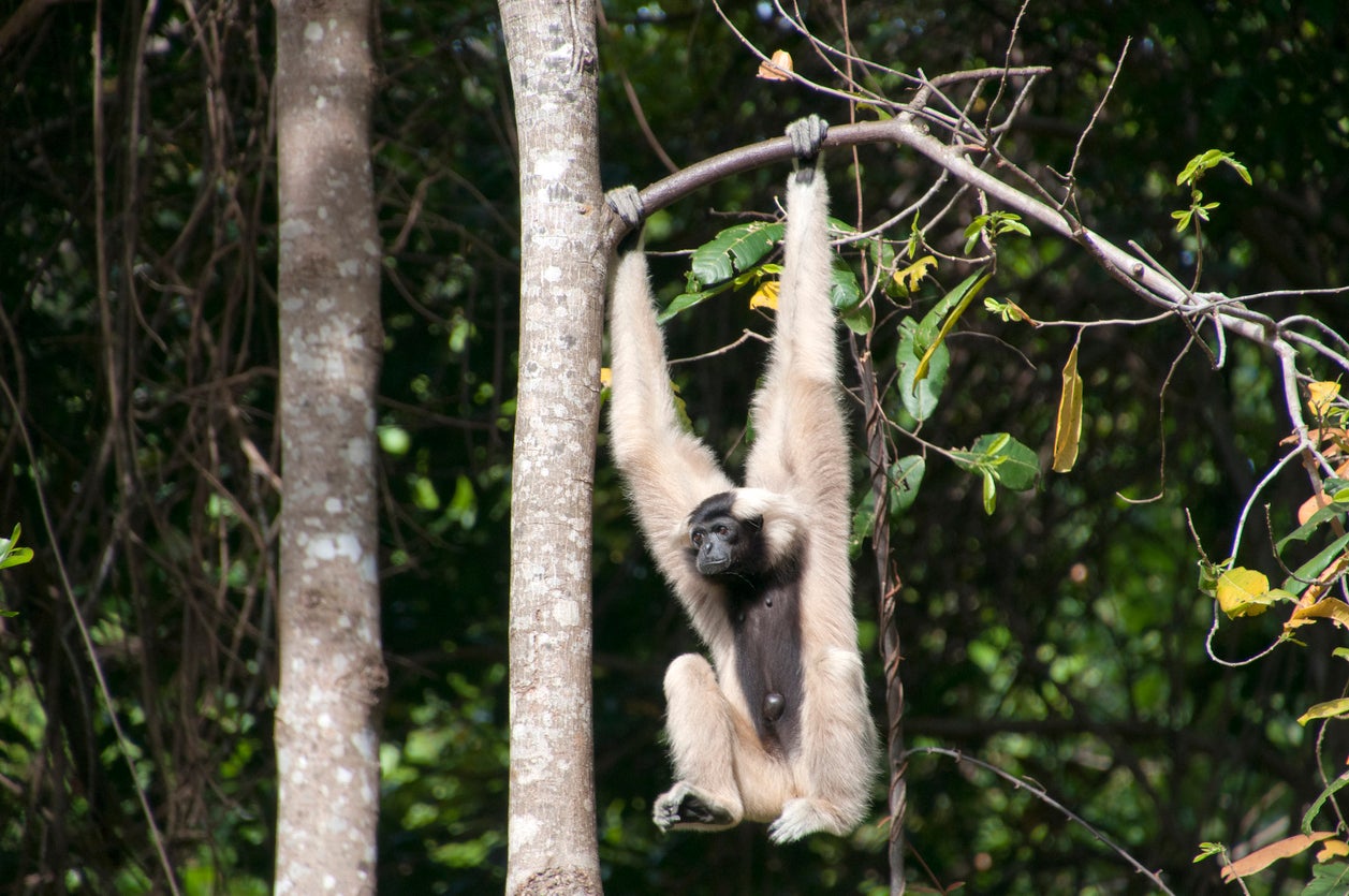 A Cambodian gibbon in the forests near Siem Reap