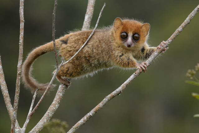 A brown mouse lemur in Madagascar (Chien C Lee)