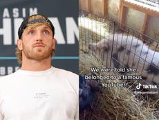 Logan Paul faces backlash after pet pig is rescued by animal sanctuary: ‘Found abandoned in a field’