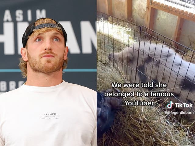 <p>Logan Paul faces criticism after pig that allegedly belonged to him is rescued by animal sanctuary</p>