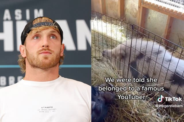 <p>Logan Paul faces criticism after pig that allegedly belonged to him is rescued by animal sanctuary</p>