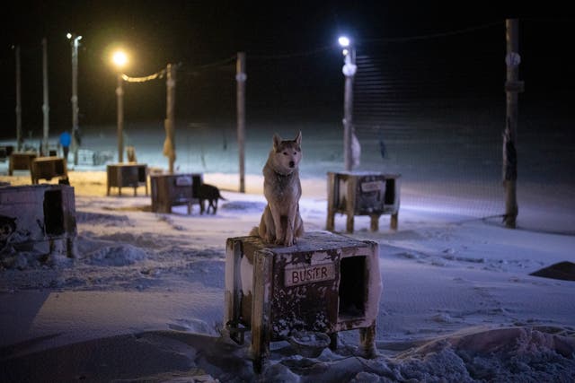 Norwegian Arctic Dog Sledding