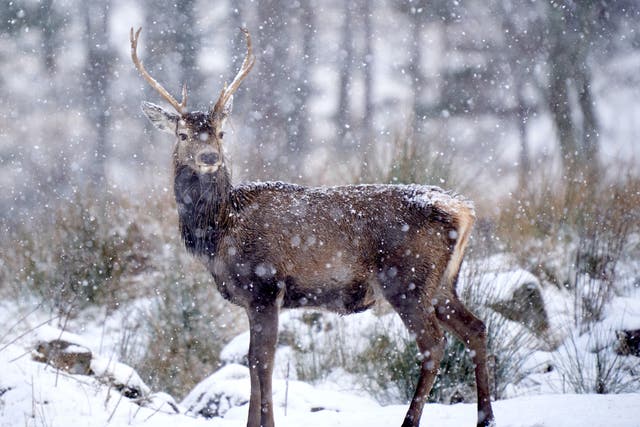 Deer culling by the John Muir Trust has been met with resistance by a crofting community in the Highlands (Scottish Gamekeepers Association/PA)