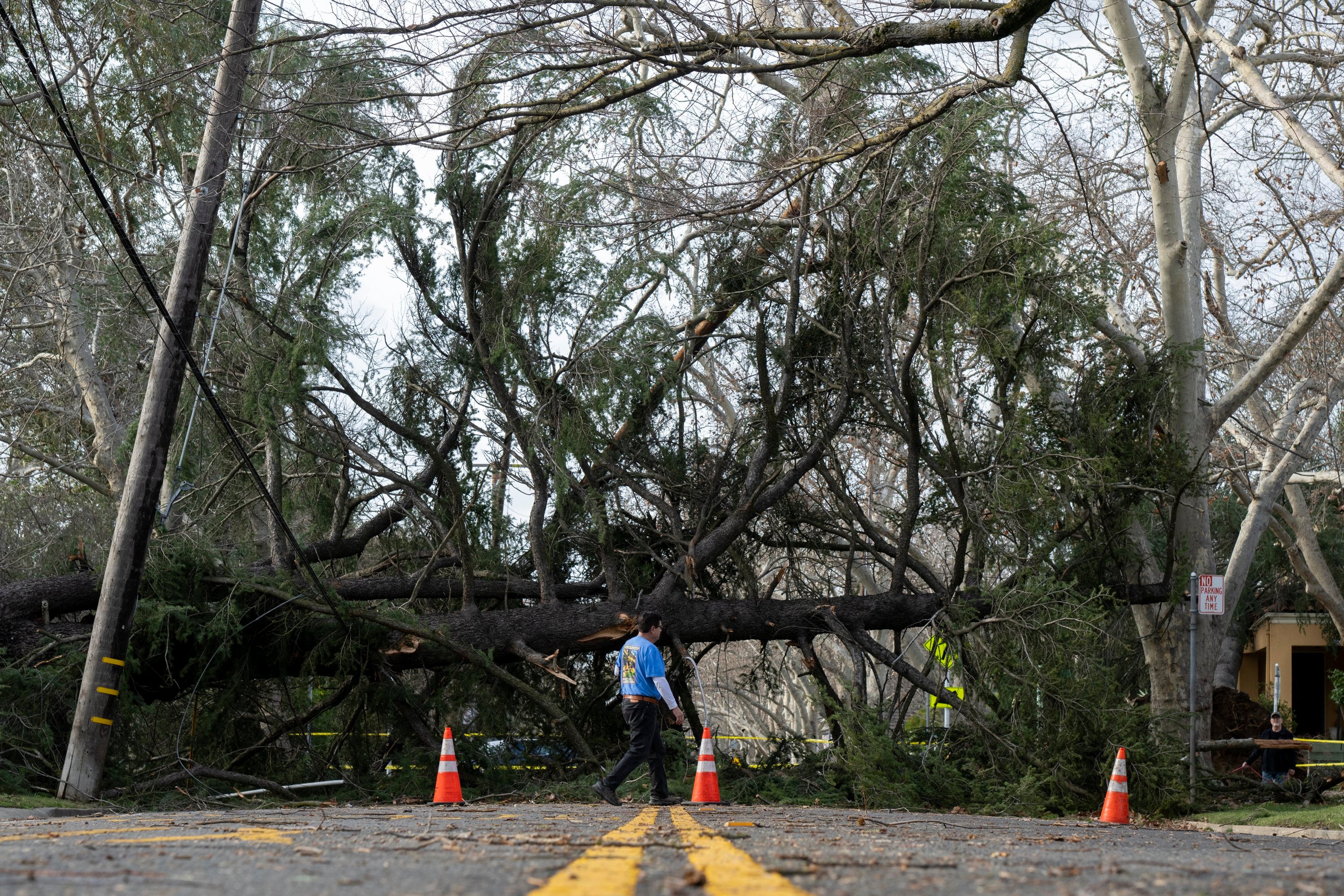 A resident crosses the street in front of a tree blocking H Street near 36th Street in Sacramento