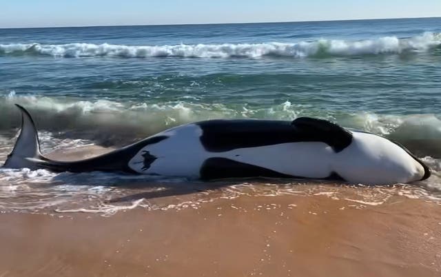 <p>Killer whale that weighed over 6,000 pounds  washes up on Florida shore in what an expert says is first stranding in Southeast US </p>