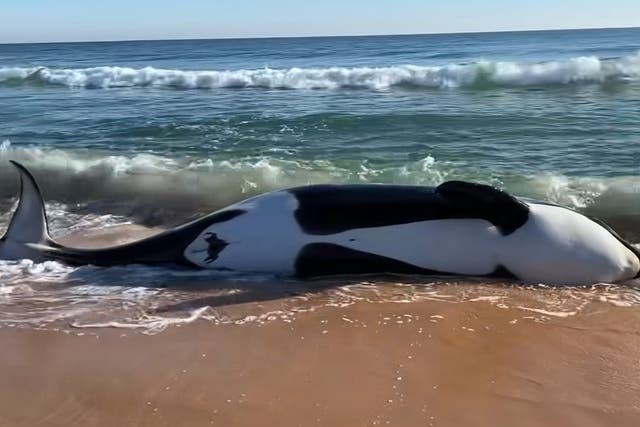 <p>Killer whale that weighed over 6,000 pounds  washes up on Florida shore in what an expert says is first stranding in Southeast US </p>