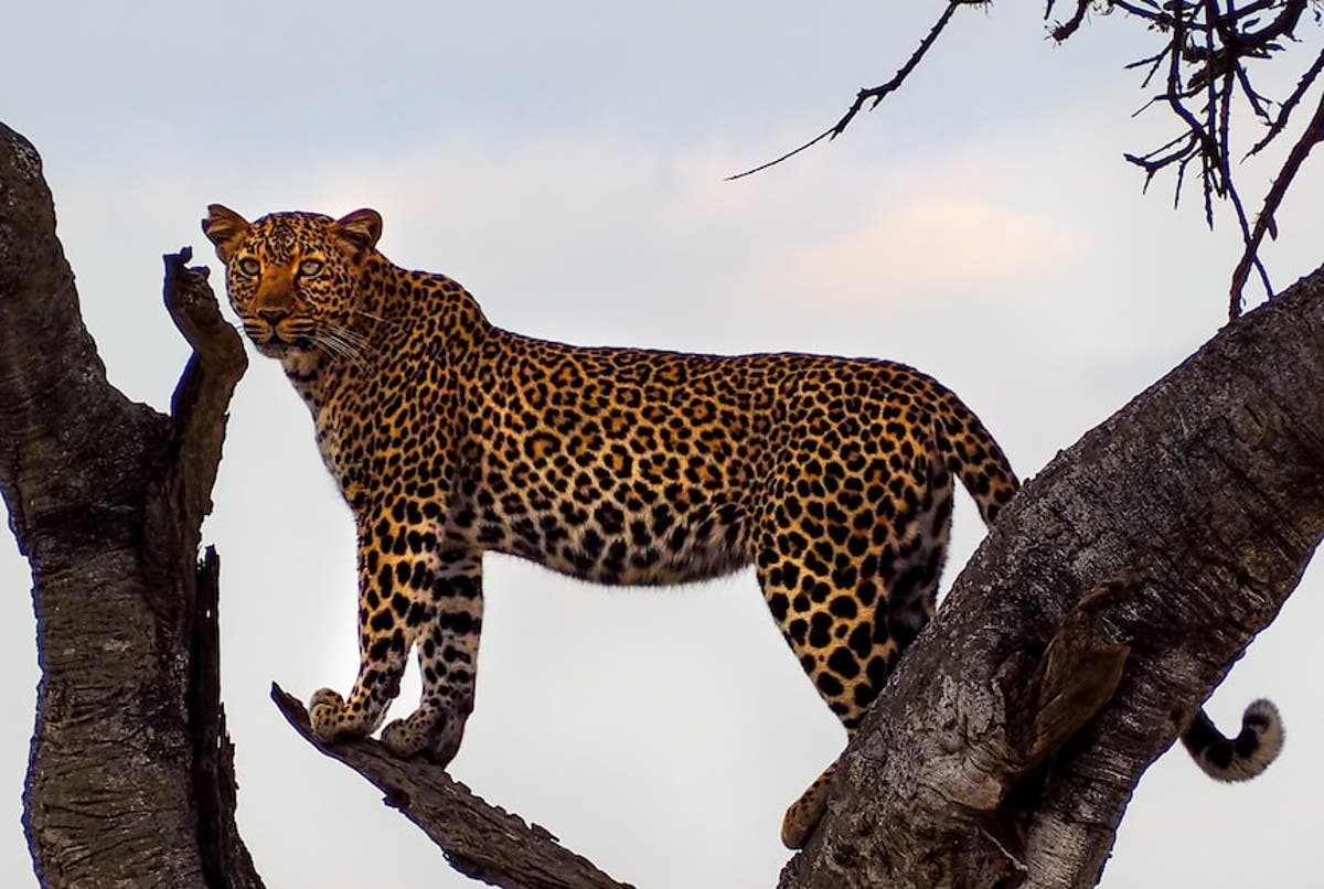 Zimbabwean government establishes fund to compensate victims of human wildlife conflict