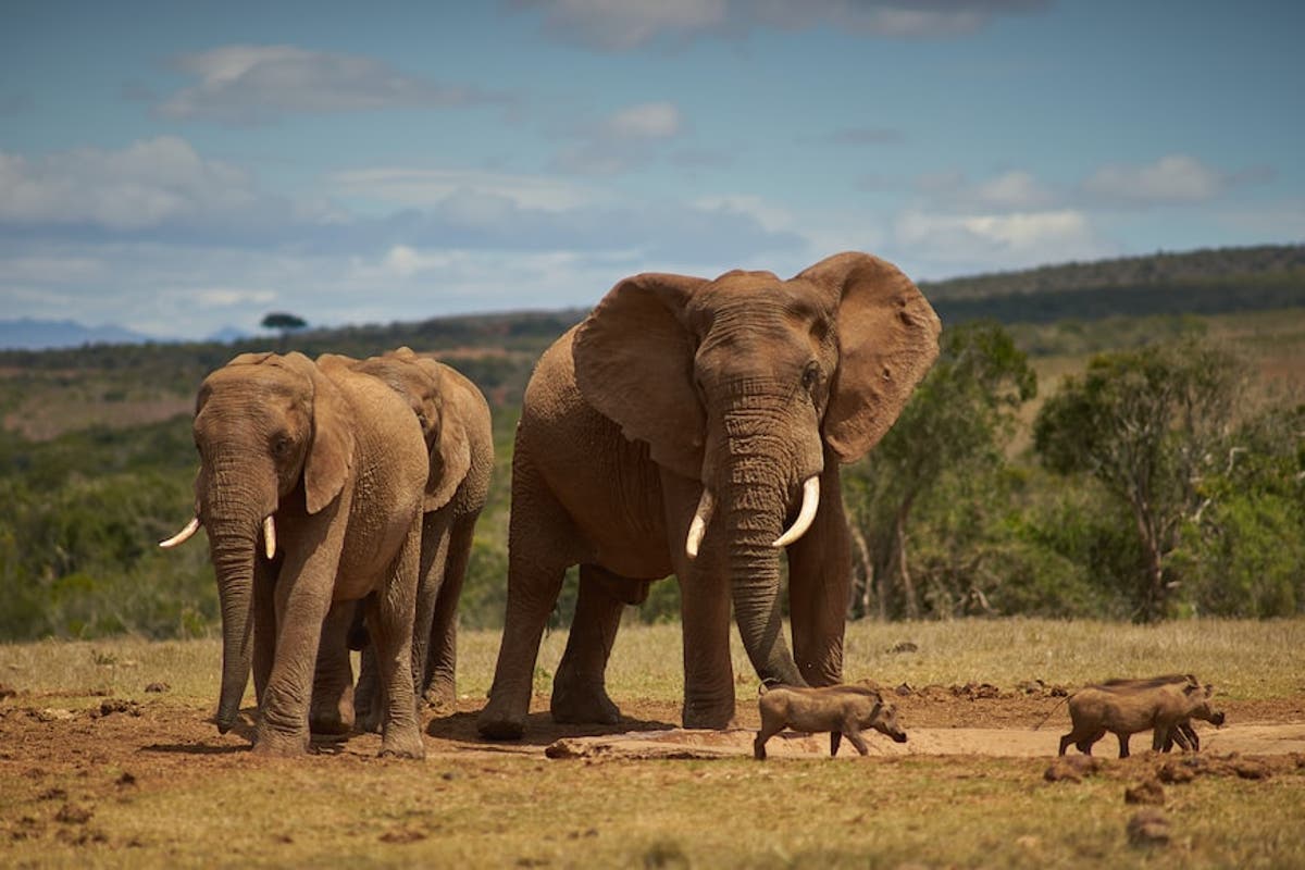 Sporting activities boost conservation efforts in Zimbabwe