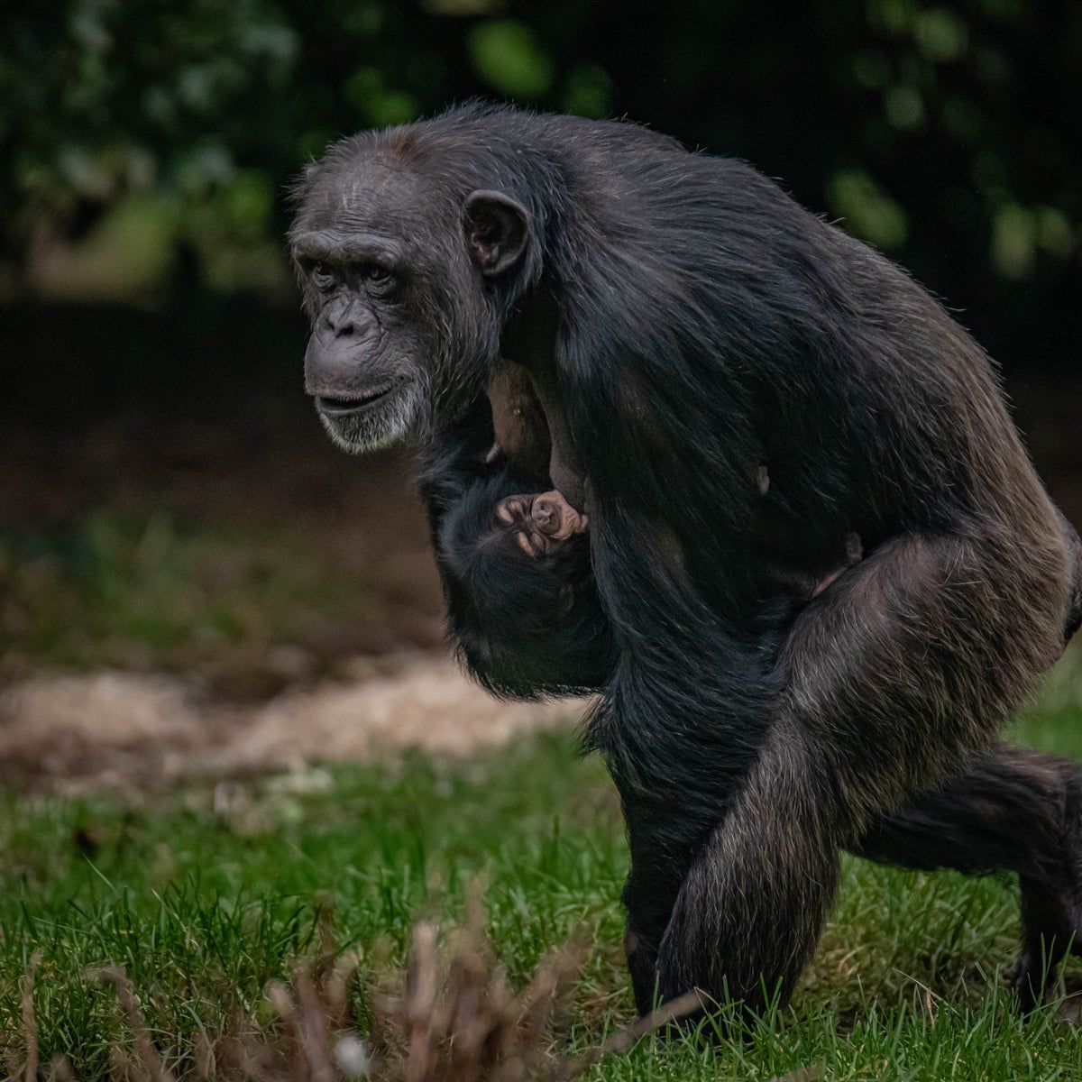Chimpanzee