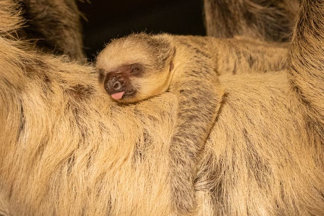 London Zoo’s first 2023 arrival – a baby two-toed sloth, born on New Year’s Day (ZSL London Zoo)