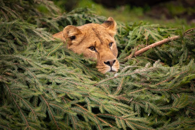 Knowsley Safari have a scheme where they give old Christmas trees to their animals to eat and play with (PA)