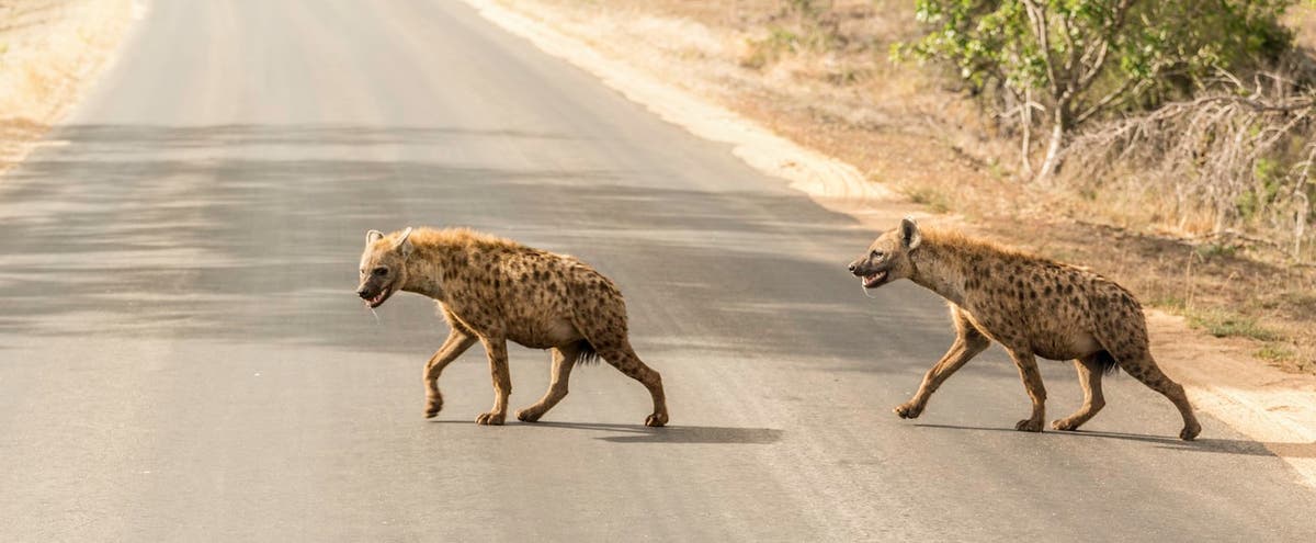 Zimbabwean livestock keepers battle two enemies to protect their herds