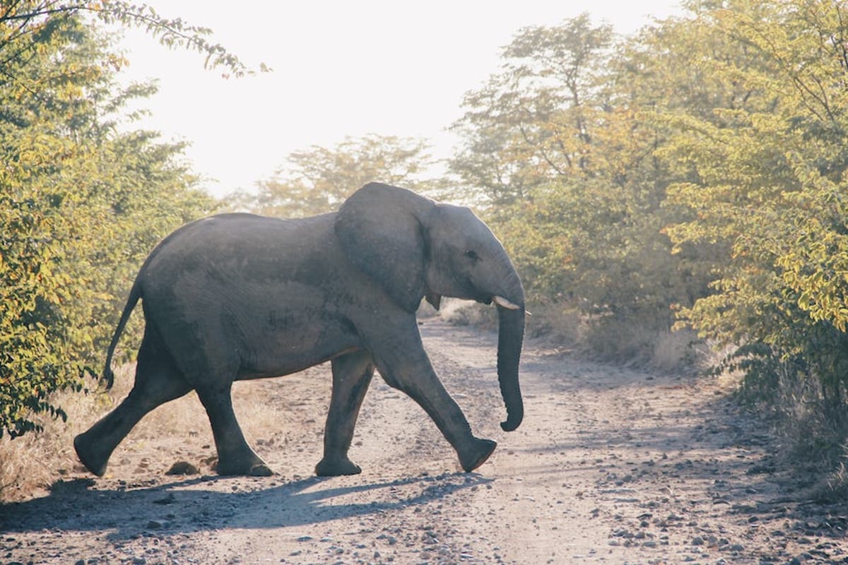 Villagers living near Zimbabwean national parks want compensation for economic loss caused by wildlife