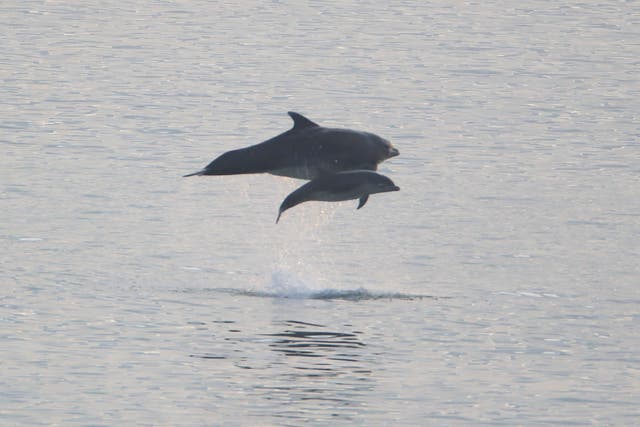 Dolphins ‘shout’ over loud underwater noise to work together – study (Owen Humphreys/PA)