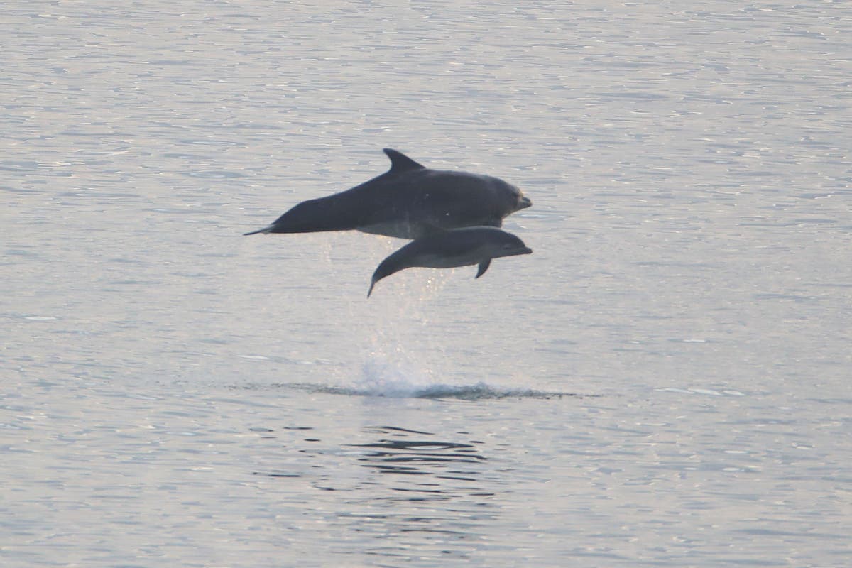 Dolphins ‘shout’ over loud underwater noise to work together – study