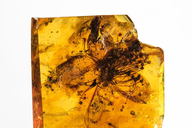 The largest known flower fossil to be preserved in amber, thought to be at least 34 million years old, has been described by scientists as “extraordinary and beautiful” (Carola Radke/Museum fur Naturkunde/PA)
