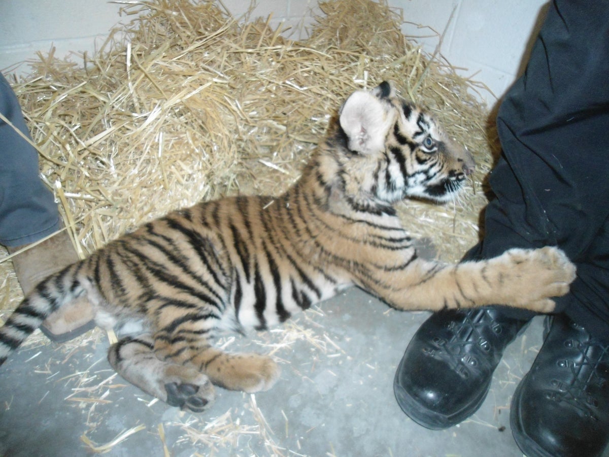 Caged tiger cub found by police investigating shooting in New Mexico